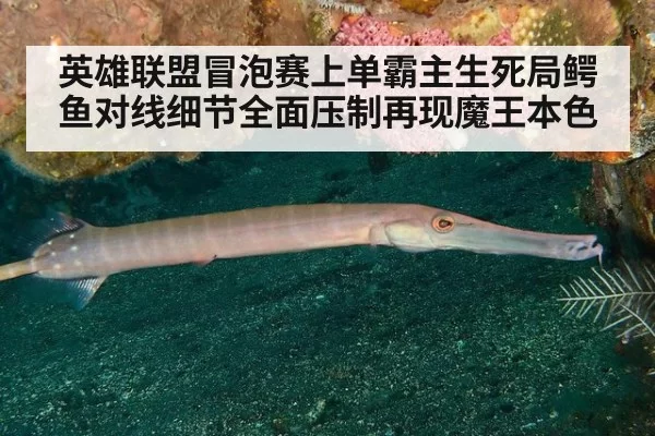 英雄联盟冒泡赛上单霸主生死局鳄鱼对线细节全面压制再现魔王本色